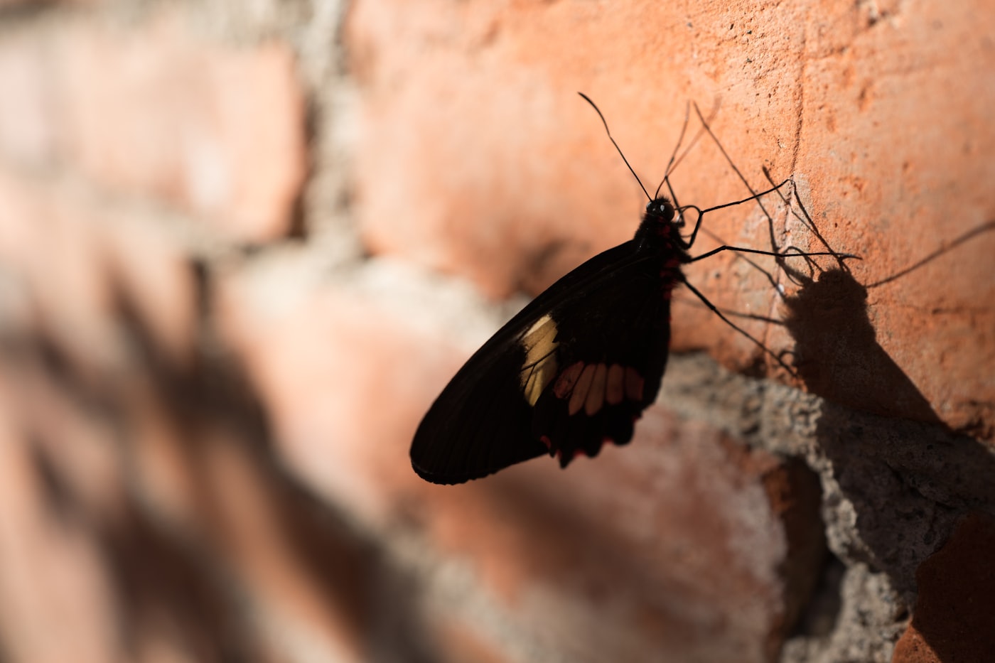 A butterfly perched on a brick wall