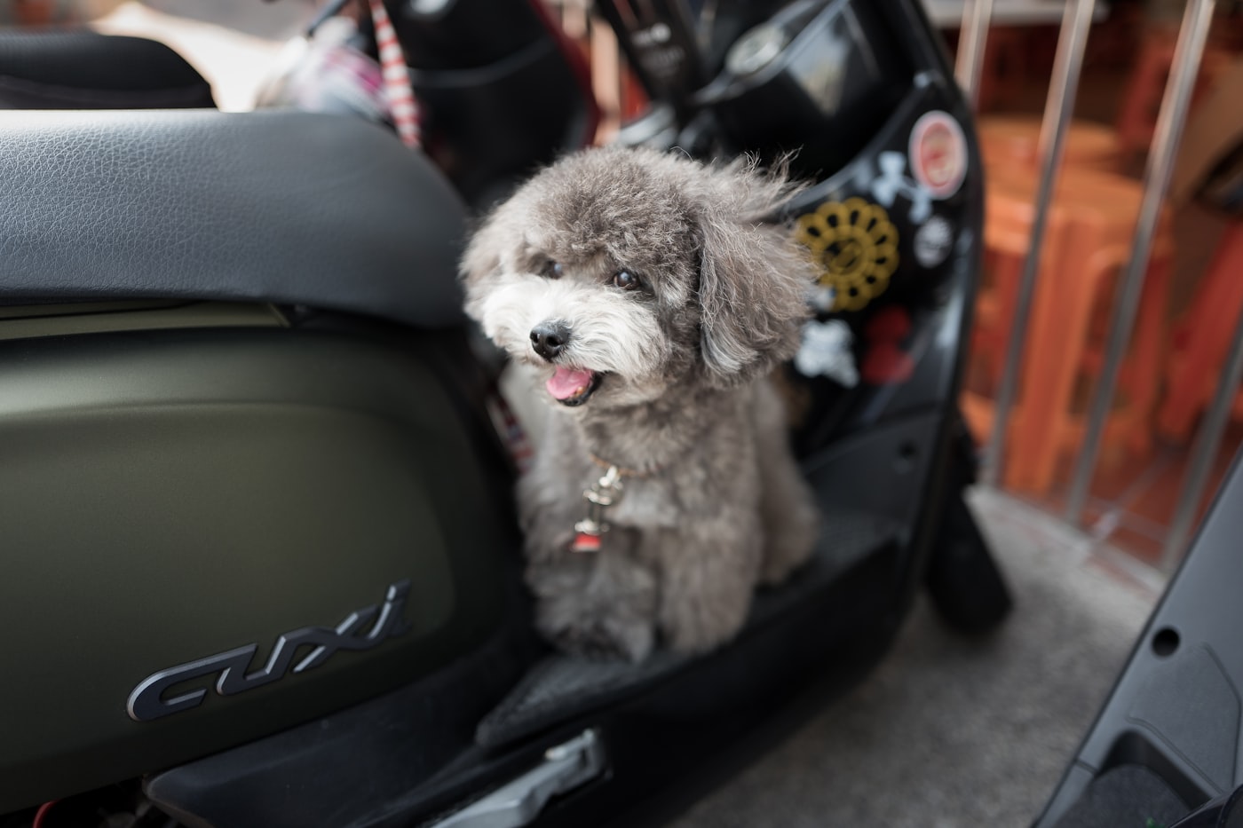 A grey toy poodle sitting on the footboard of a scooter