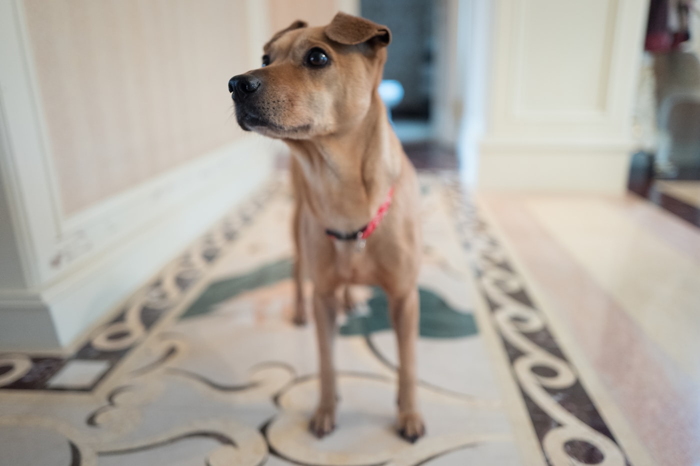 A tan short-haired dog standing on an ornate marble floor